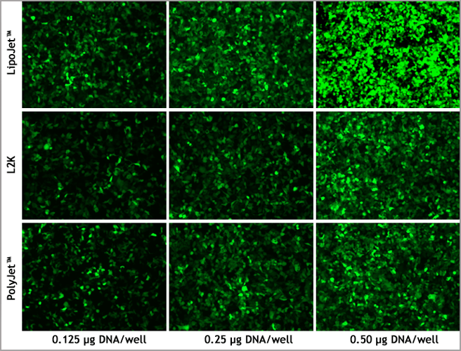 LipoJet_LIPO2000_POLYJET_Comparison_HELA