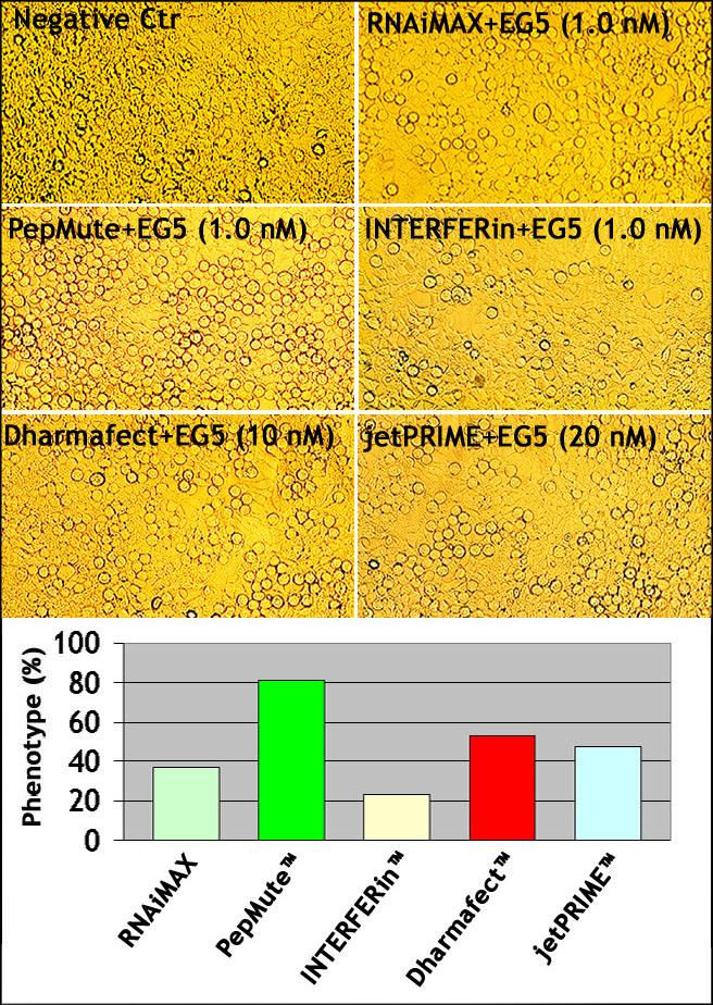 PepMute_vs_INTERFERIN_Dharmafect_jetPRIME