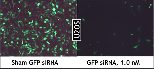 PepMute_GFP_siRNA_U2OS